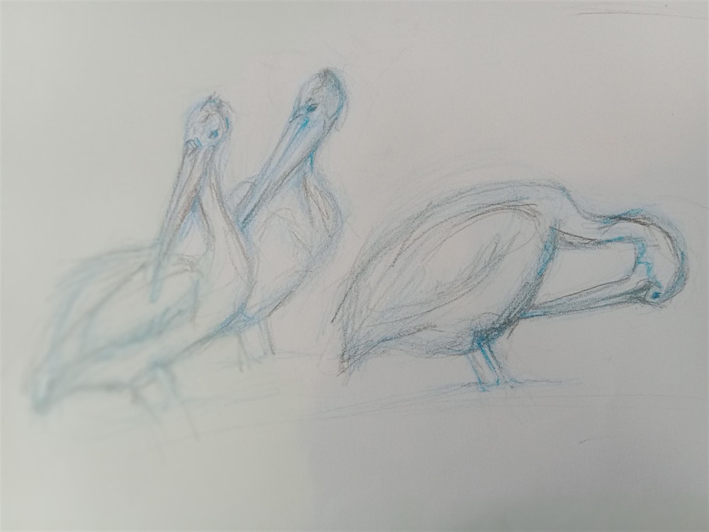 Drawing Birds Workshop