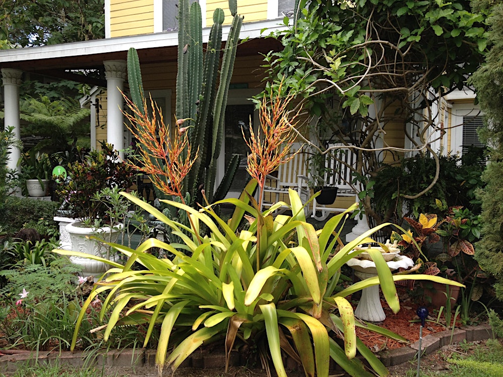 Friends of the Seminole Heights Library Garden Tour