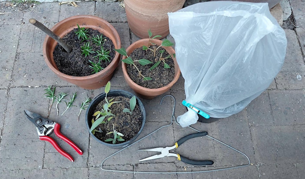 Cool Season Gardening and Propagation