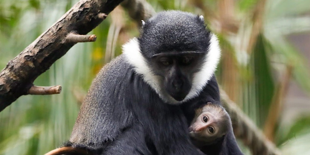 Zoofari Tours: Zooper Mums