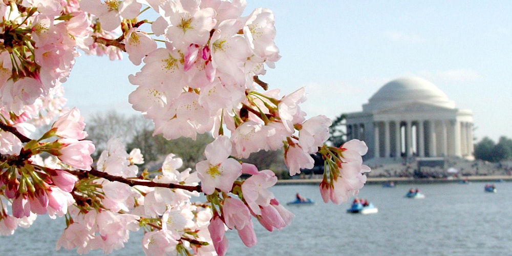 Cherry Blossoms - Street Photography Series in DC 2026