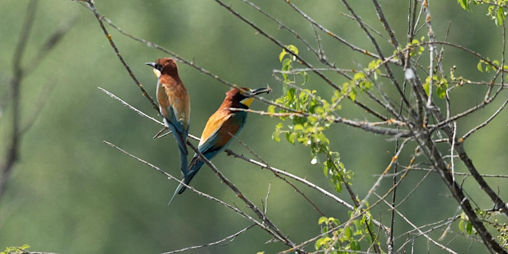 Guêpiers et orchidées