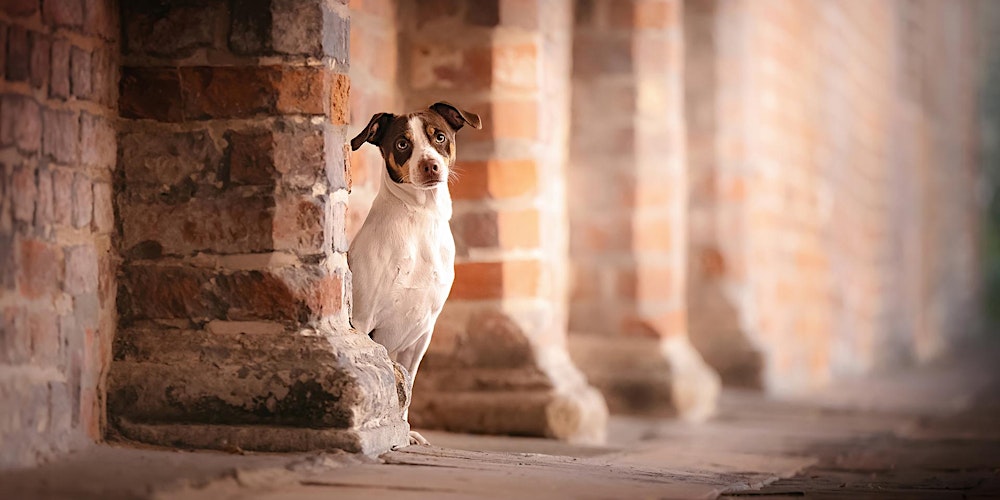 (Urbaner) Hundefotografie-Workshop