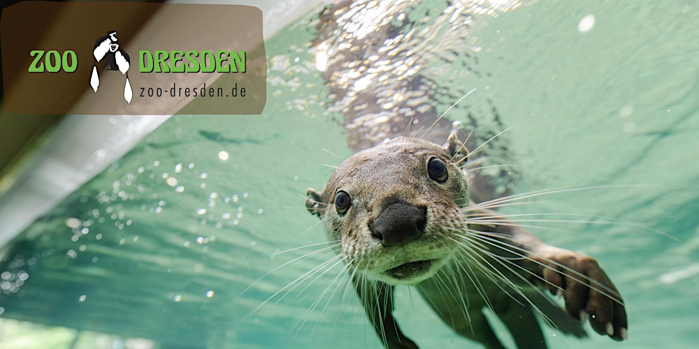 Comuneo Entdeckertour: Neues im Zoo Dresden