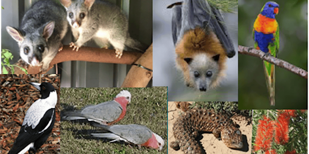 Come and Learn about Fauna Rescue SA