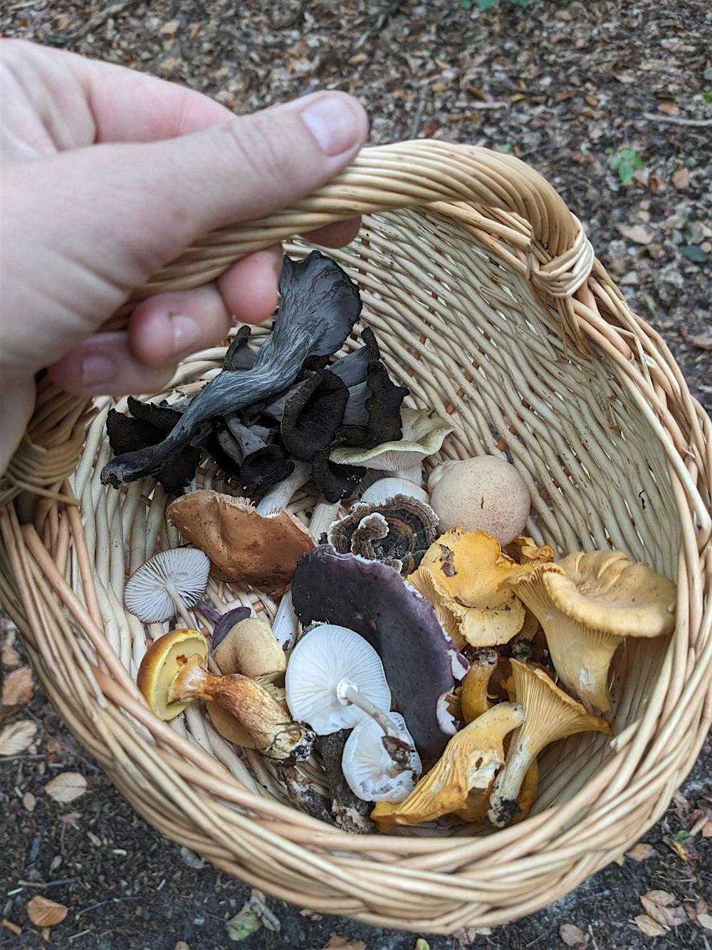 Mushroom and Ecology Walk