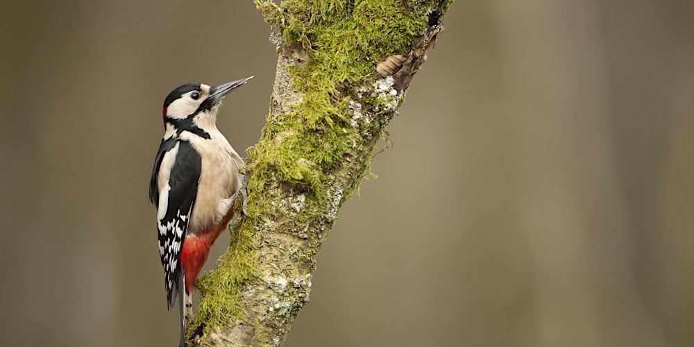 A walk around Linn Park