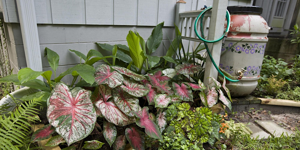 Springing in the Rain - Rain Barrel Workshop