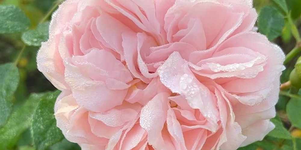 Soothing Spring Sound Bath