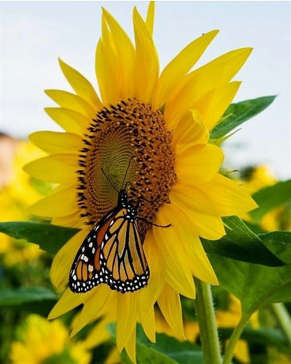 Queen Of Diamonds Elegant Art Event