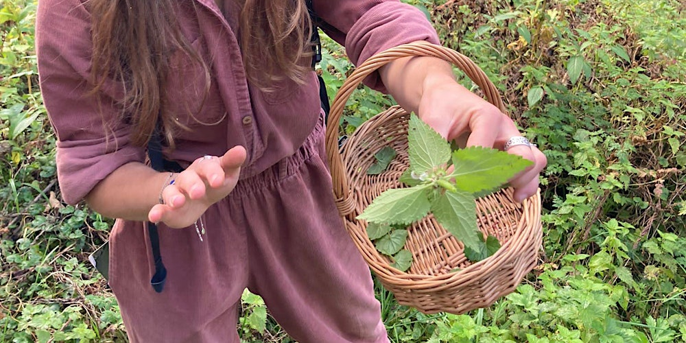 Foundation foraging and herbal medicine course - Conham River Park, Bristol