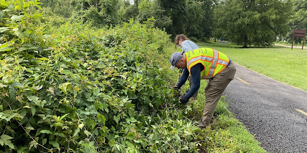 Invasive Vegetation Cleanup South of Dyke Marsh