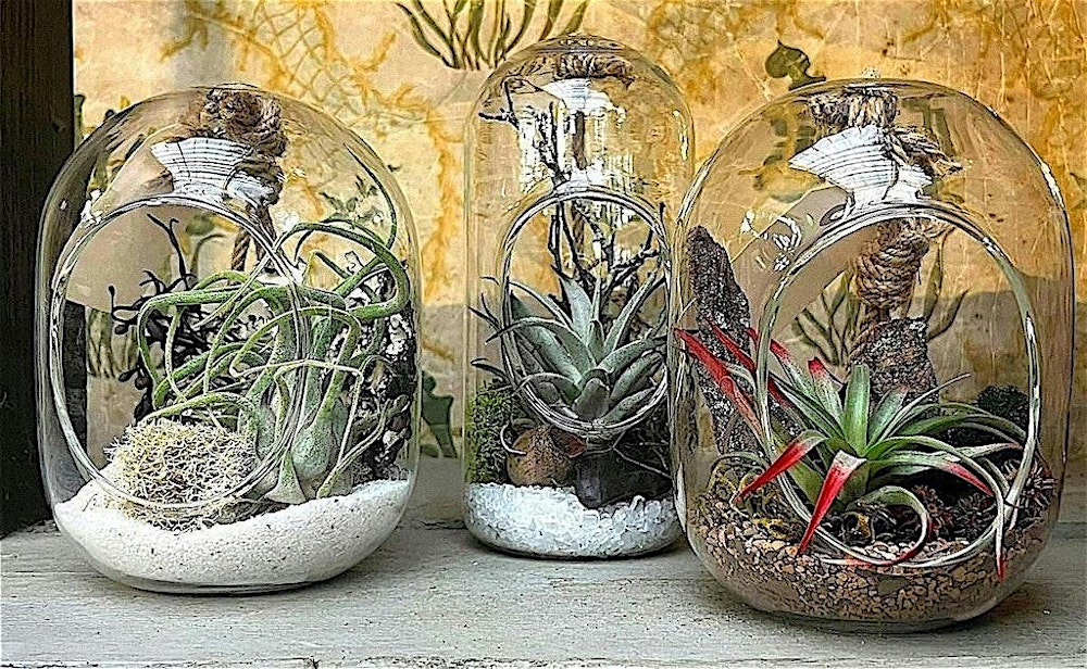 Make Your Own Aerium at Mahoney's Brighton