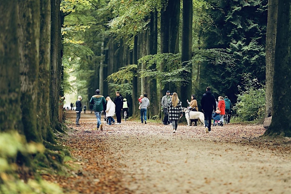 Silent Nature Walk - Sonian Forest Middle Sections