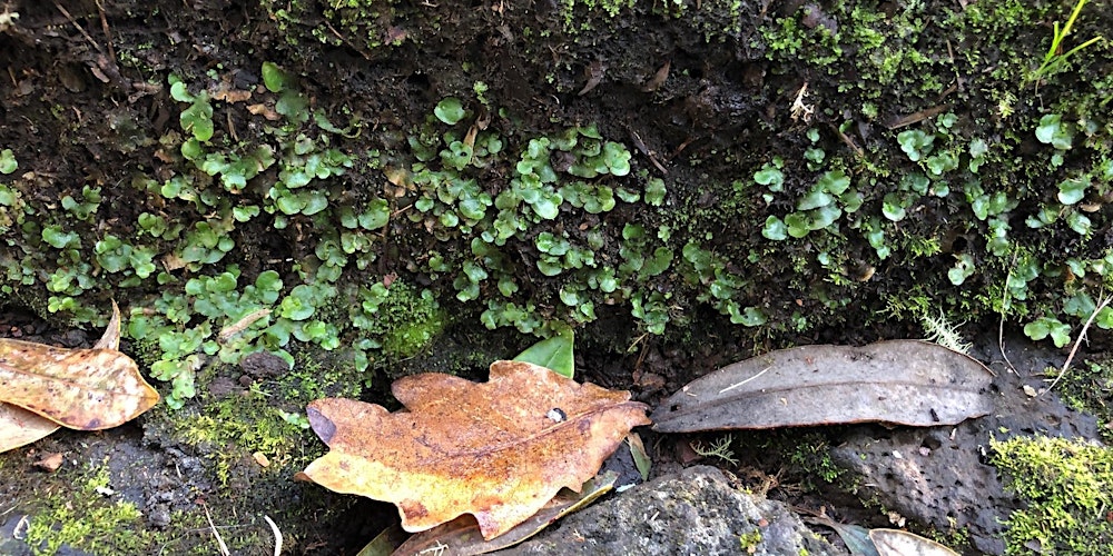 iNaturalist Project: Cornwall Park's Stone Wall Ecosystem