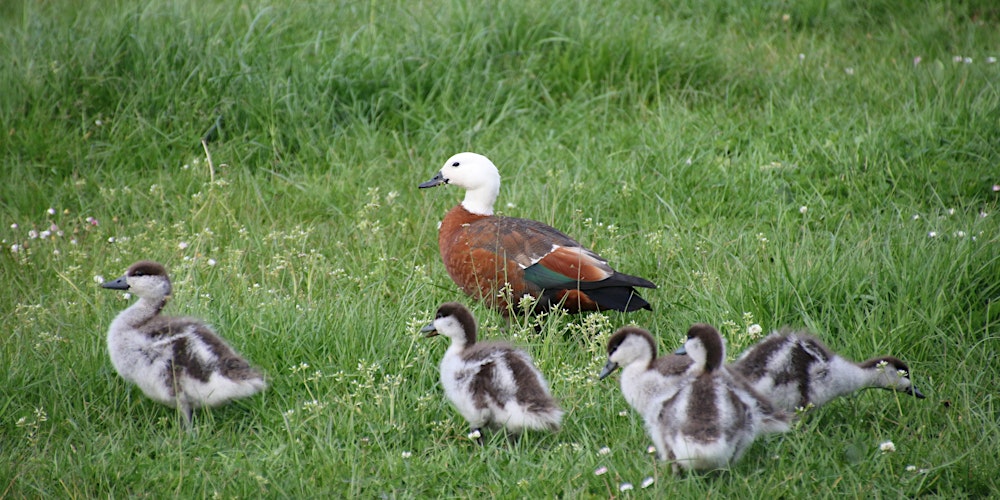 Guided Walk: Birds for Kids