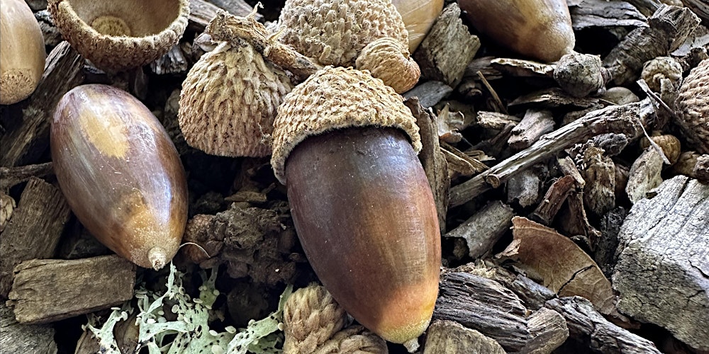 Tamariki Discover: Autumn