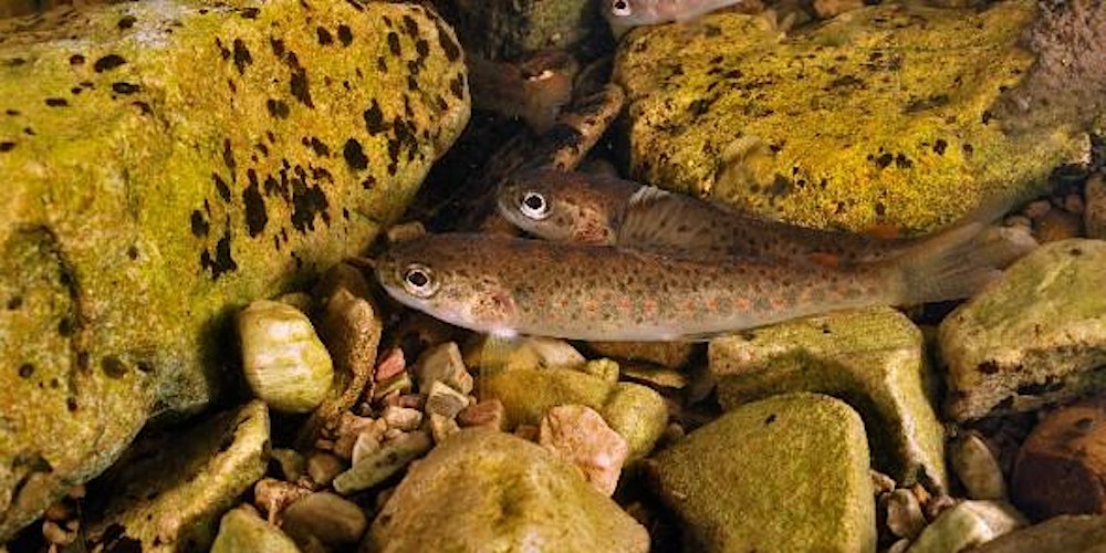 Something fishy: lesser-known facts about our Scottish finned friends