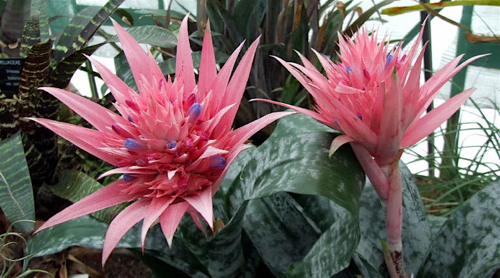 Bromeliads - Exotica