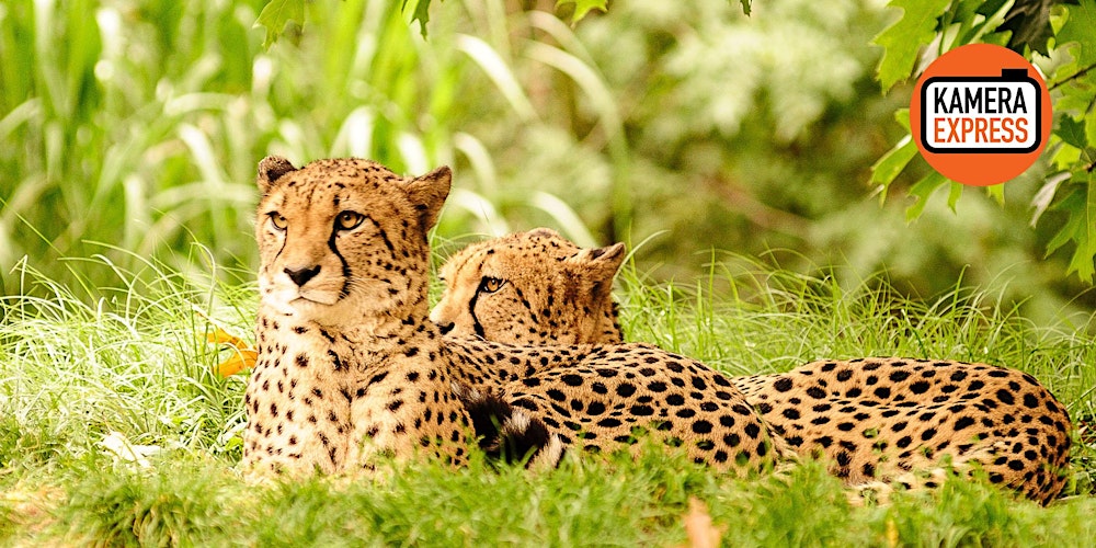 ZOO-SAFARI IM KÖLNER ZOO
