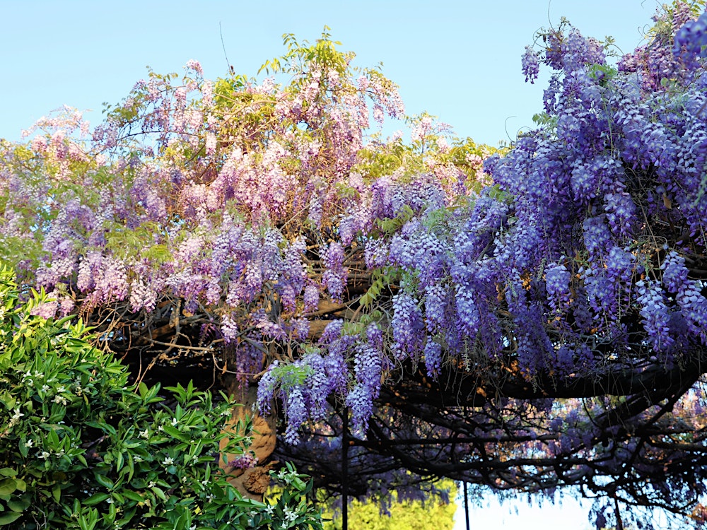 2026 Wistaria Festival Shuttle Tickets