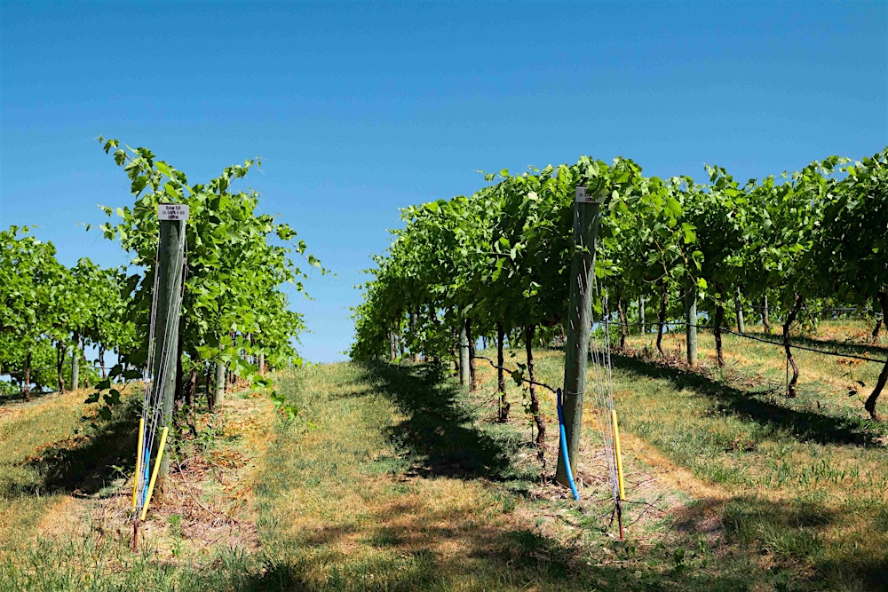 San Diego Vineyard and Winery Private Tour