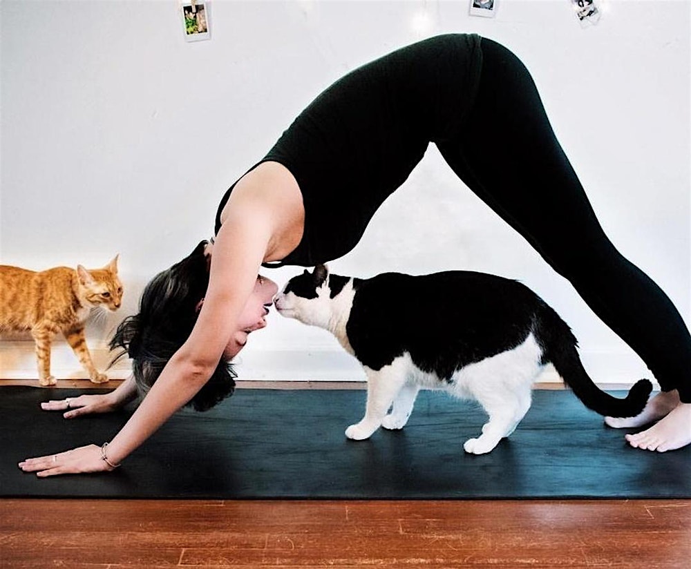 Kitten Yoga