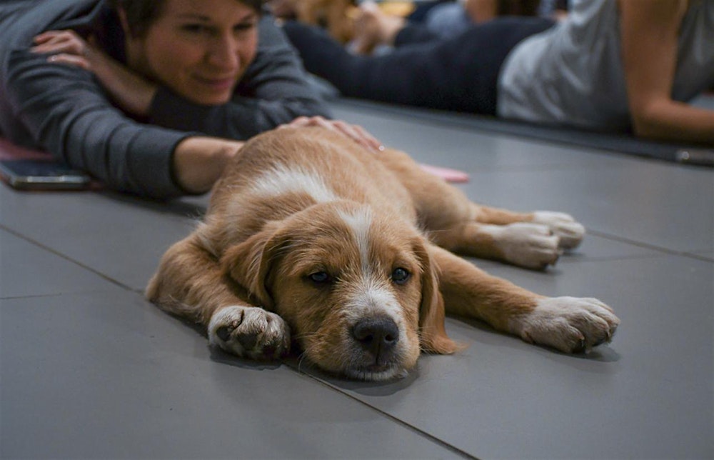 Rescue Puppy Yoga - Heart & Light Yoga