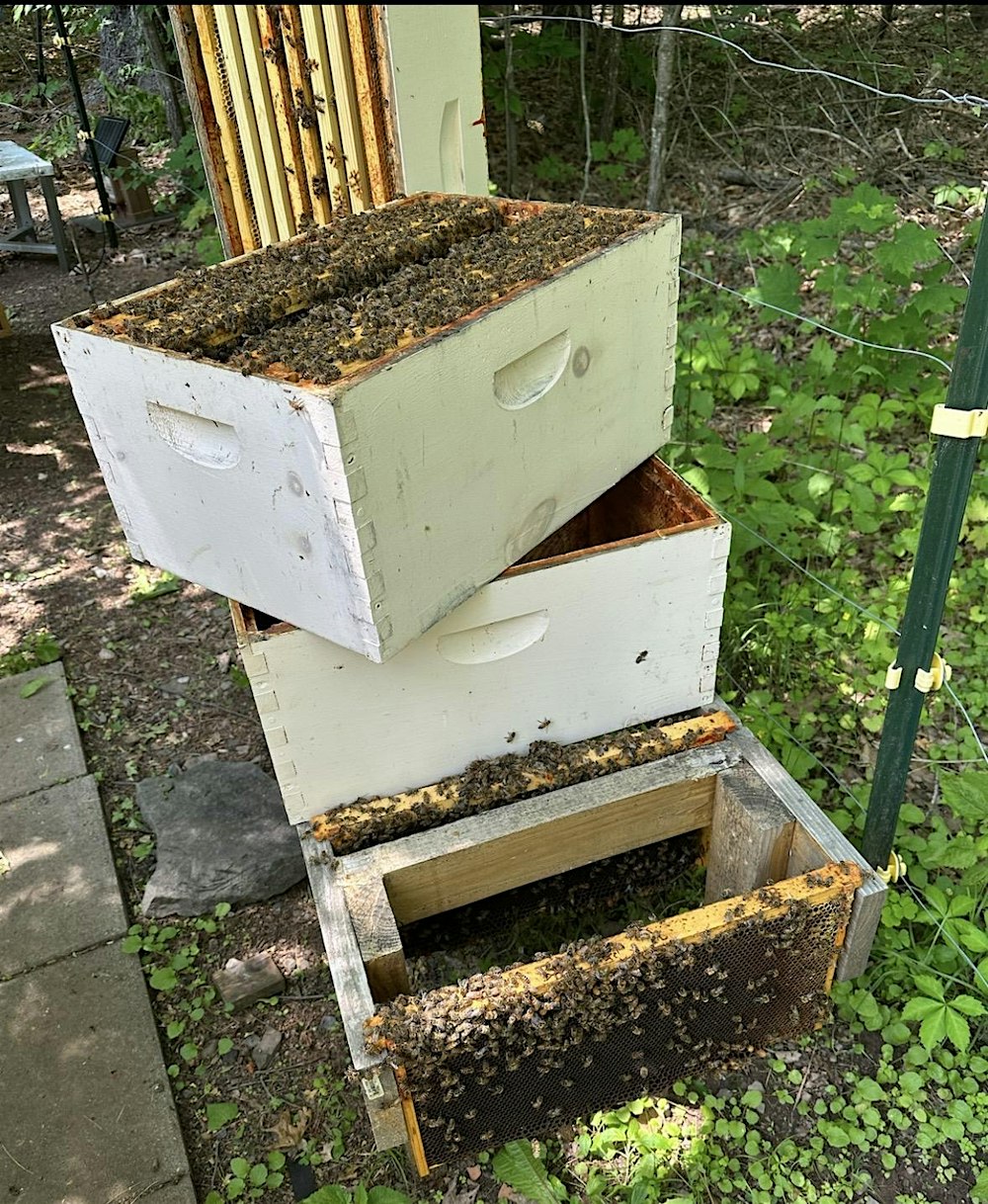 Beekeeping 101