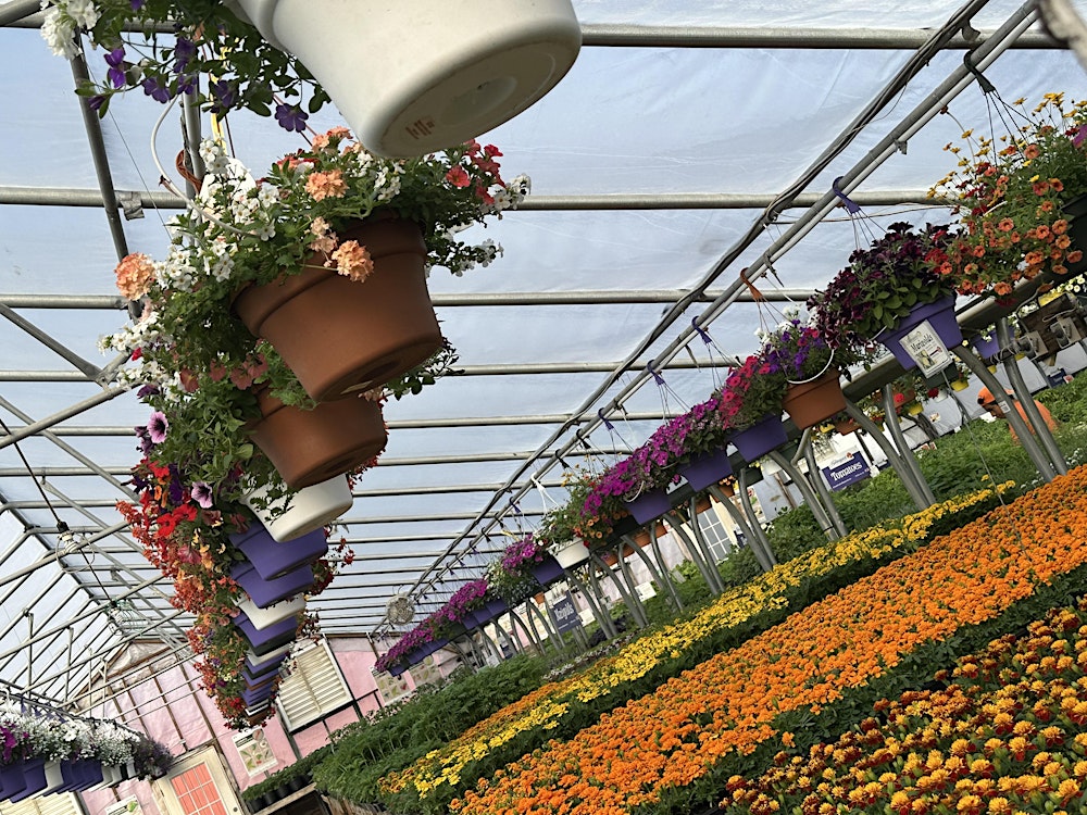 Exclusive VIP  Plant-Your-Own-Hanging Basket or Planter-Event