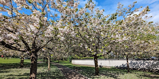 Awakening the Forest: An Introduction to Mindfulness in Nature