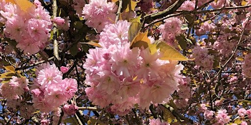 Blossoms & New Beginnings: An Introduction to Mindfulness in Nature