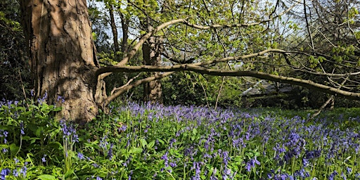 The Forest in Full Voice: An Introduction to Mindfulness in Nature