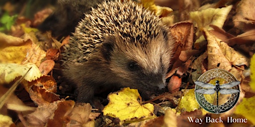 Bosbaden | Shinrin-yoku met Kat