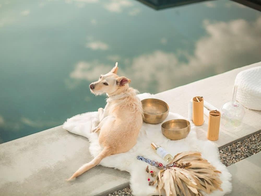 Canine Calm: A Sound Bath & Reiki Experience