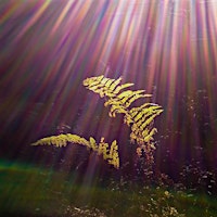 Forest Bathing: Equinox Celebration