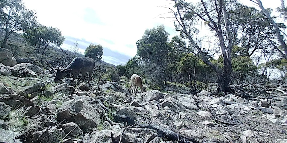 NRE Tas Antlerless Deer Hunting Ticket - Central Plateau Conservation Area