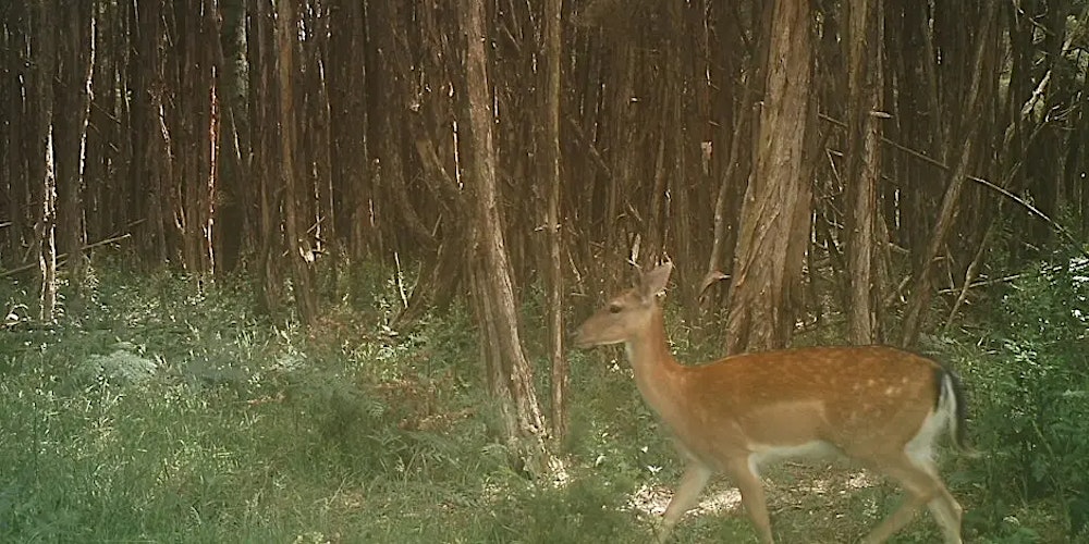 NRE Tas Antlerless Deer Hunting - Five Mile Pinnacle Conservation Area