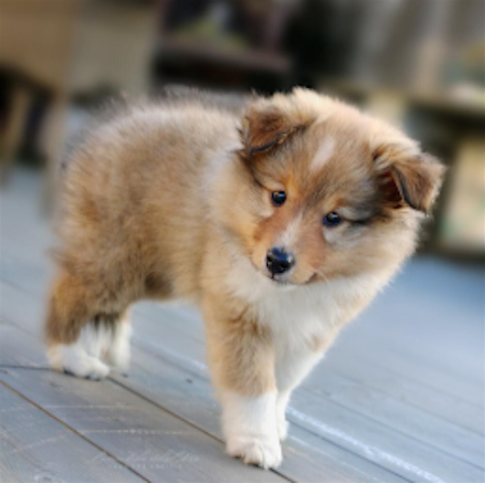 Puppy Yoga by Yoga Kawa Toronto Sheltie Puppies
