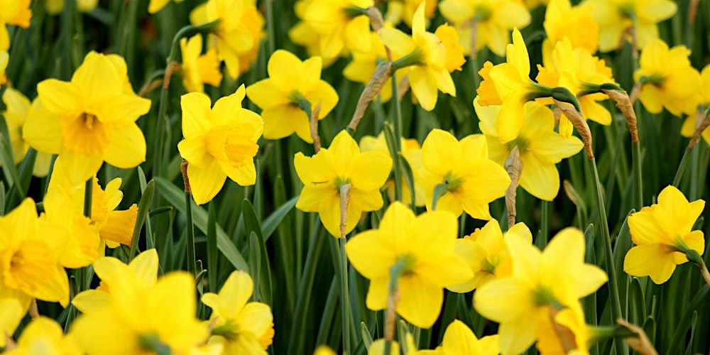 Springtime Smells: Perfume-Making Workshop, with Minetta Rogers (in person)