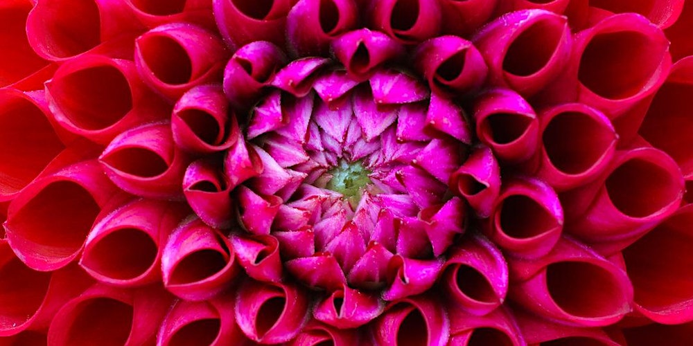 Makrofotografie Workshop Indoor