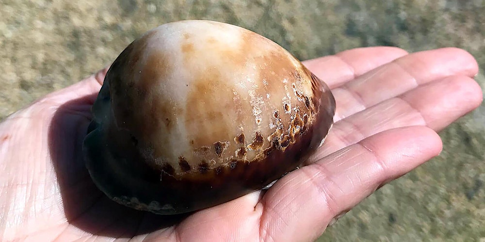 Wellness Walk in Nature - Ocean Therapy West Lakes Shore