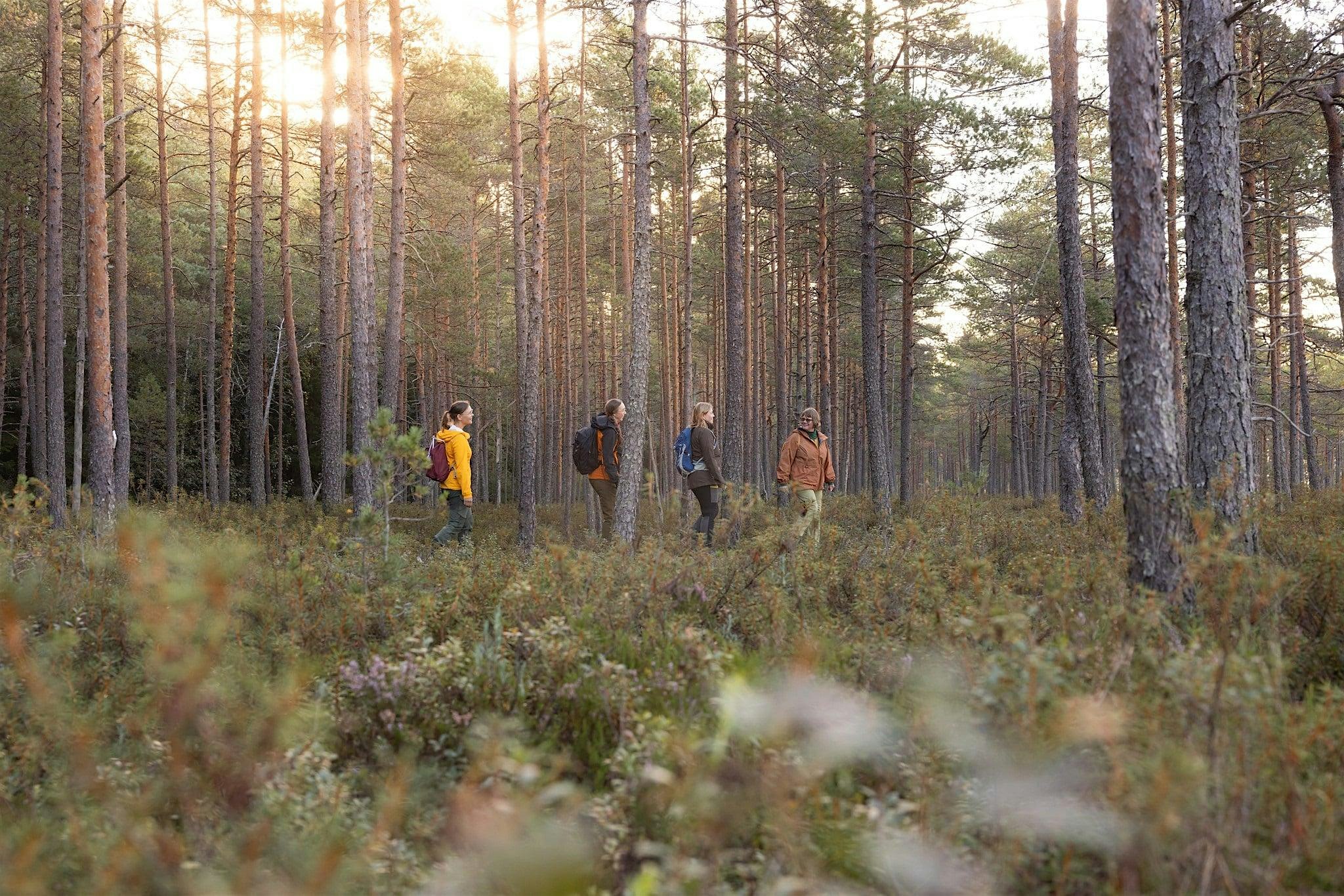 Forest Movement Europe (FME) gathering 2026 - Finland