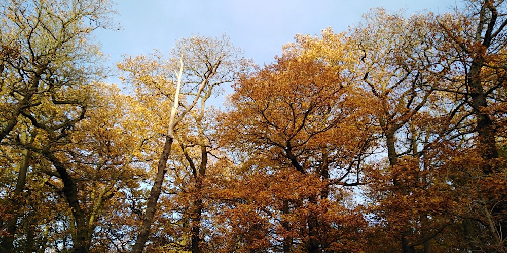 Woodland Management at Hartshill Hayes Country Park.