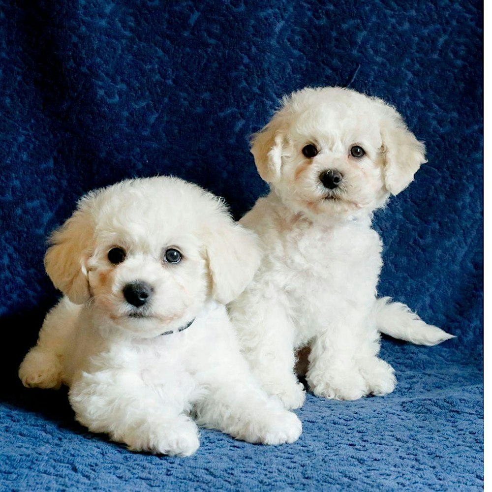 Puppy Yoga by Yoga Kawa Toronto Bichon Frise