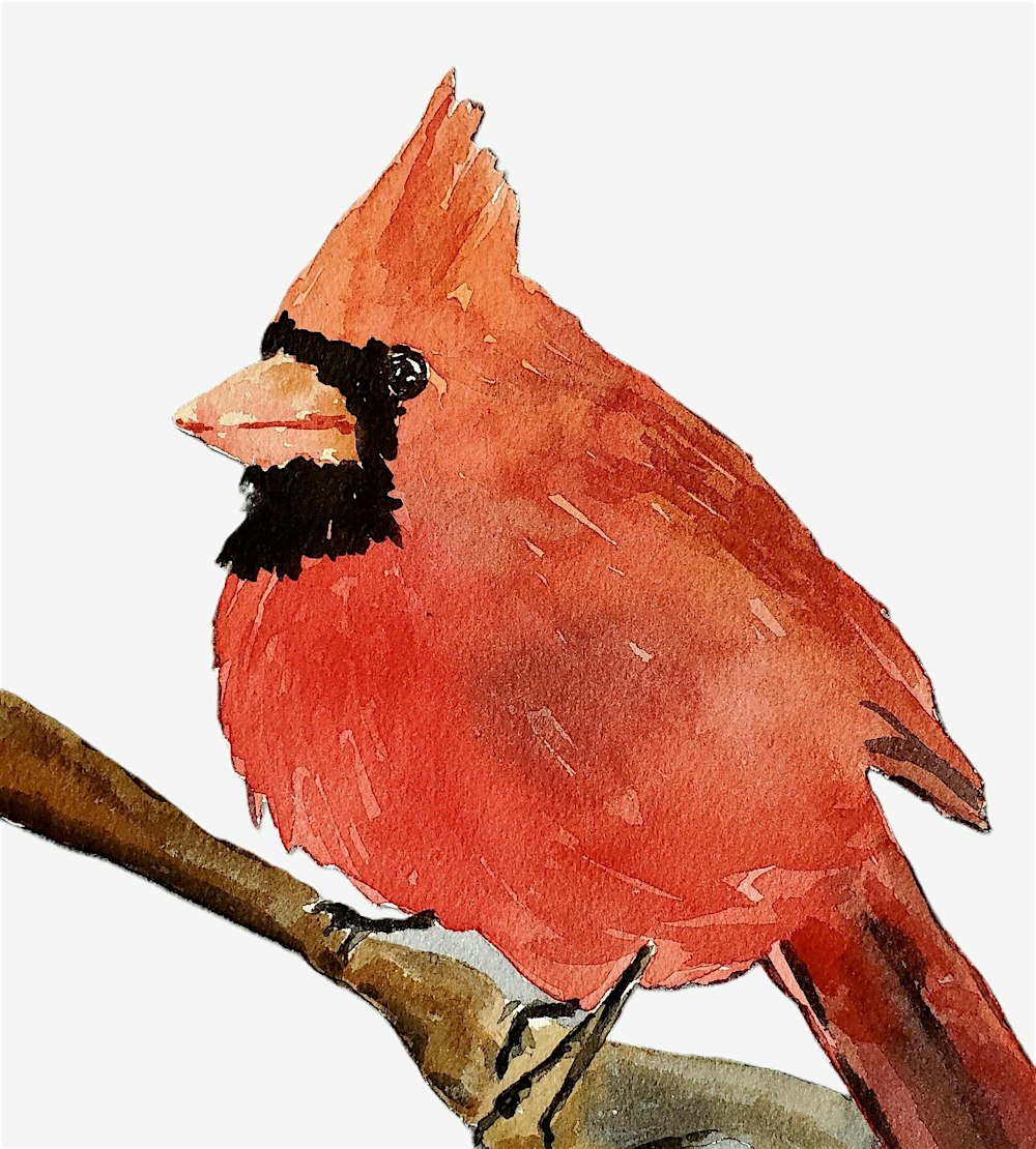 Watercolor: Red Cardinal