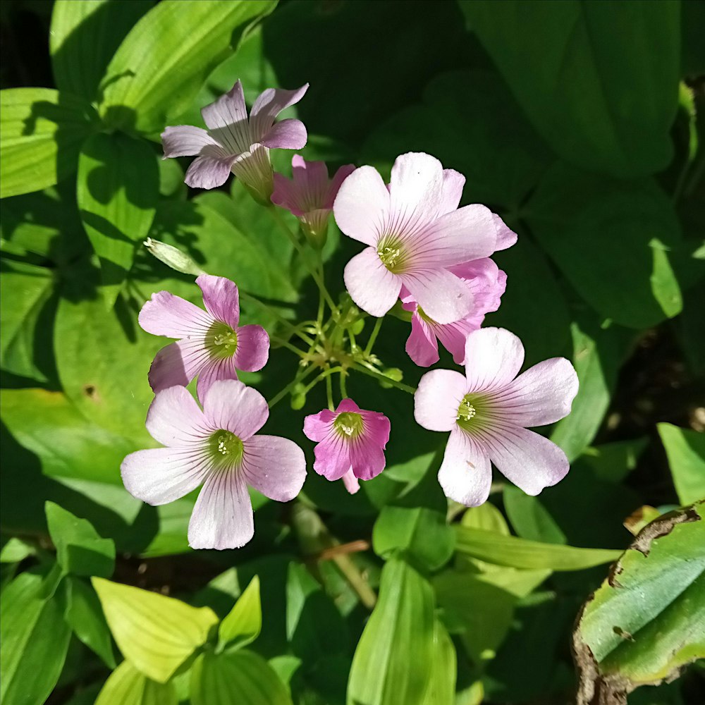 Spring Edible and Medicinal Plant ID & Foraging Walk at the Dome House