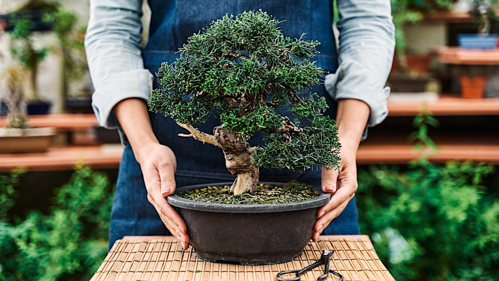 Bonsai Creation Workshop in Henley Beach