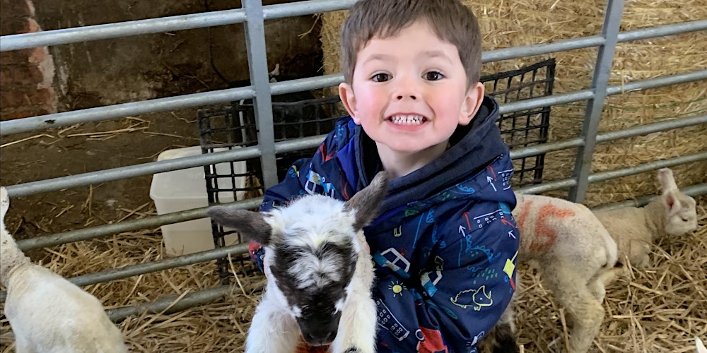 Lambing Experience at Dalachy Farm