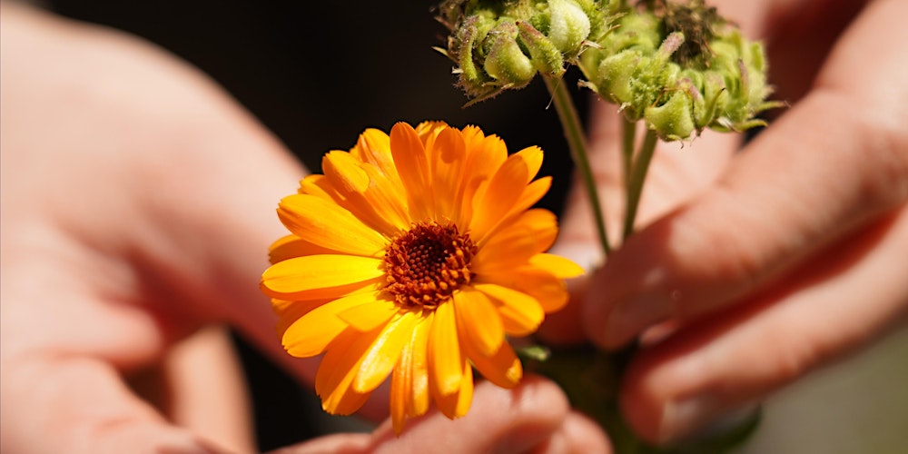Yoga meets Wildkräuter - Tagesretreat